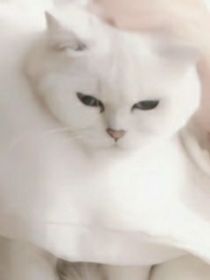 综影视：美男我全都要