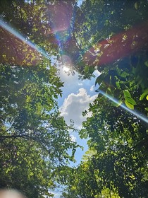 我知夏番红