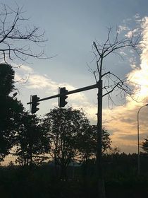 挚爱于叶