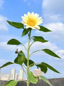 向日葵，向双生