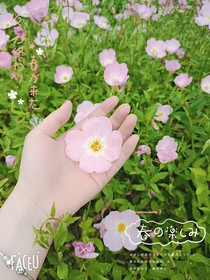偽神（原神，潘鐘）