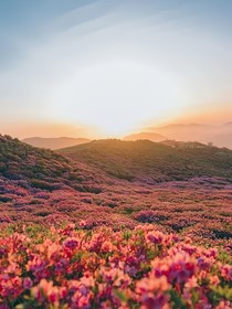 嗨！花海情