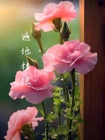 遍地桔梗