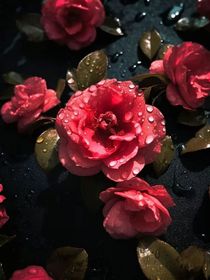 小心翼翼的愛意