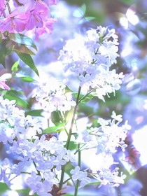 月照丁香
