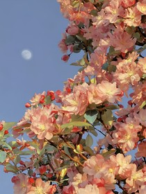 世说花语—雅安
