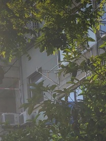 限定月季