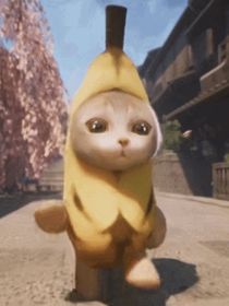 Happy猫旅行记