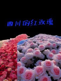 四川的红玫瑰