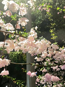 （祈愿……）
