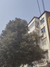 鸢愿