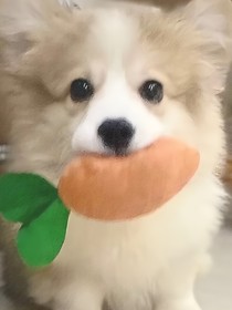 翔霖2
