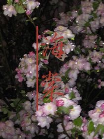 海棠花眠