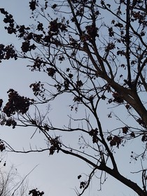 心涯