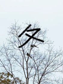 苦命鴛鴦，