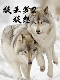 狼王夢(mèng)續(xù)集（狼怨）