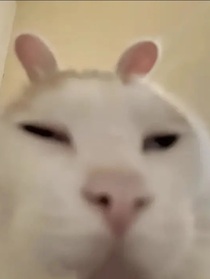 萌萌小猫