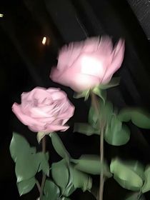 血腥玫瑰……