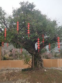 长大后青梅竹马成了宠妻狂魔