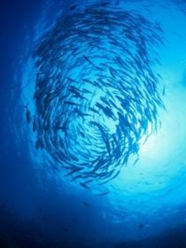 人魚與海