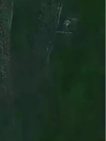 樹上還很空
