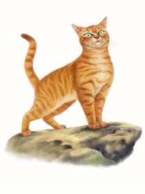 假如猫武士也上学
