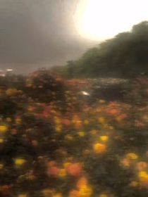神印——浪浪漫花