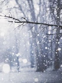 金风雪树