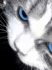 猫猫爱上我啦