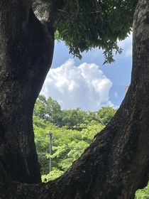 布伊斯先生