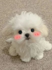 八人恋爱定律