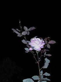 高中末日