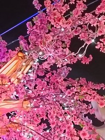 乌白