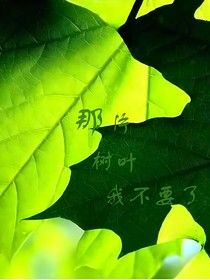 那片树叶我不要了