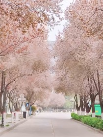 青春颂文