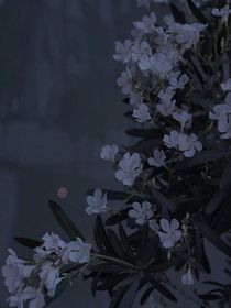 木犀小記