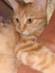 一只流浪猫该如何生活