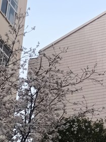 春风吹满地
