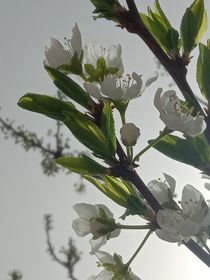 有一種愛叫做永遠