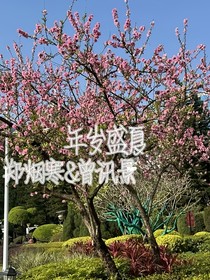 年岁盛夏