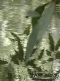 蟬鳴聲聲滿盛夏