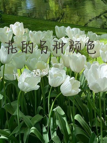 花的另種顏色