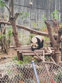 ——等你长大来嫁我
