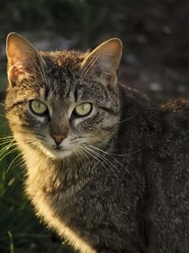 猫武士之预言初现