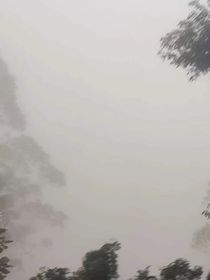 雾中赏花，雾里看她