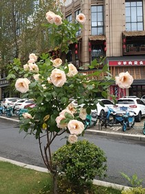 你是我的言浅情深