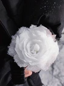 玫瑰盛夏的光年