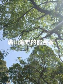 满山遍野的郁金香