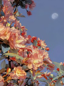 小花仙：光与夜同在