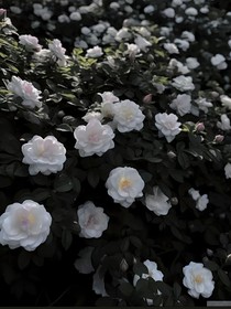 梦里的小诊所